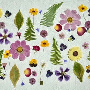 Op de afbeelding: Een witte achtergrond met geperste bloemen en varens die in een symmetrisch patroon zijn gerangschikt. De bloemen omvatten roze, paarse, gele en witte bloesems. De varens zijn groen en hebben een delicate, gevederde textuur.