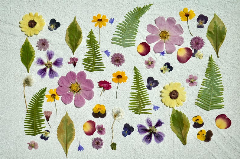 Op de afbeelding: Een witte achtergrond met geperste bloemen en varens die in een symmetrisch patroon zijn gerangschikt. De bloemen omvatten roze, paarse, gele en witte bloesems. De varens zijn groen en hebben een delicate, gevederde textuur.