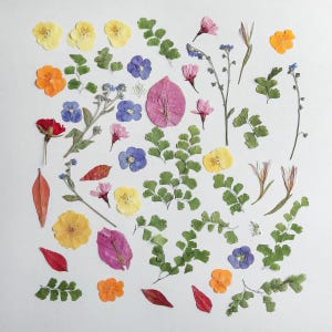 Op de afbeelding: Een assortiment van geperste bloemen en varens in verschillende kleuren, waaronder geel, oranje, roze, rood, blauw en groen. De bloemen zijn gerangschikt op een witte achtergrond.