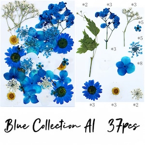 Flores y hojas prensadas/ Colección Tonos de Azul