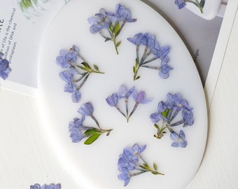 12-Piece Pressed Lilac | Edible flower