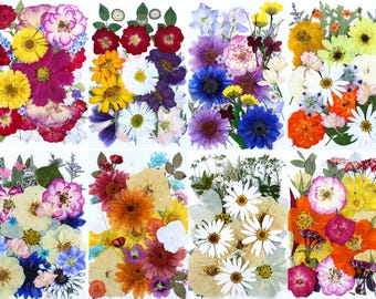 Puede incluir: Surtido de flores y hojas prensadas en varios colores, incluyendo rosa, morado, azul, amarillo, naranja y blanco. Las flores están dispuestas en un patrón de collage sobre un fondo blanco.
