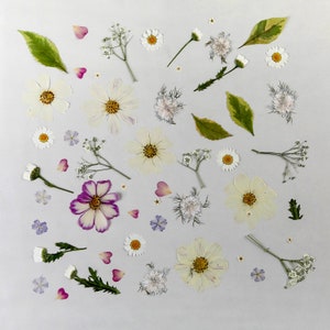 Op de afbeelding: Een verzameling geperste bloemen en bladeren, gerangschikt op een witte achtergrond. De bloemen zijn voornamelijk wit met enkele roze en paarse accenten. De bladeren zijn groen en bruin.
