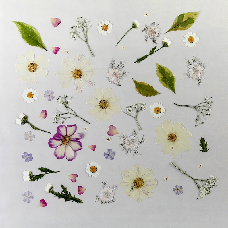 Op de afbeelding: Een verzameling geperste bloemen en bladeren, gerangschikt op een witte achtergrond. De bloemen zijn voornamelijk wit met enkele roze en paarse accenten. De bladeren zijn groen en bruin.