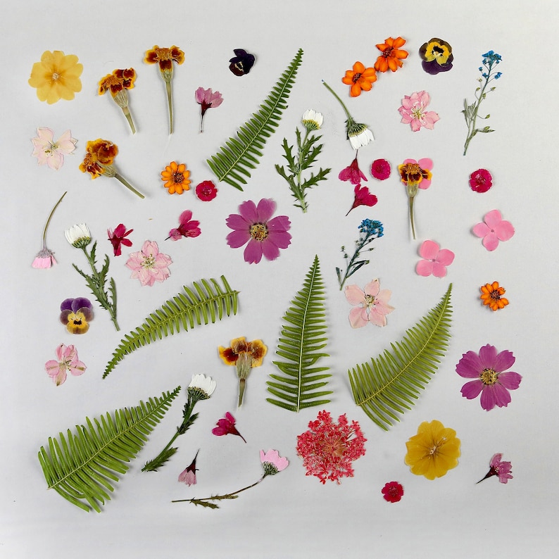 Op de afbeelding: Een verzameling geperste bloemen en bladeren, gerangschikt op een witte achtergrond. De bloemen zijn in verschillende kleuren, zoals rood, roze, geel, oranje en paars. De bladeren zijn groen en bruin.