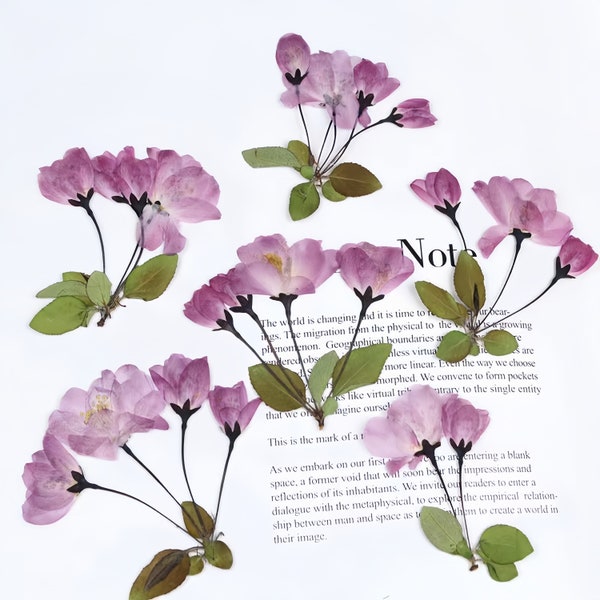 6-Piece Side-Pressed Cherry Blossom