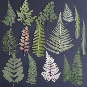 Gepresste Farnbltter Sammlung - 13 Sorten und 26 Stck | Echte getrocknete  Farn Bltter fr Resin Art, Scrapbooking, Rahmung, botanisches  Kunsthandwerk - Etsy.de