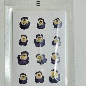 May include: A sheet of pressed, dried purple and yellow pansies, arranged in rows on a white background. The sheet is labeled with the letter "E".