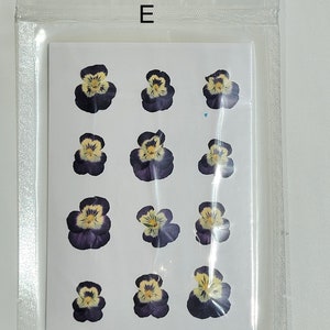 12-Piece dried Pressed Pansy Pressed Viola E