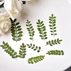 12-Piece Dried Pressed Pepper Tree Leaves | Edible