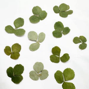 May include: An overhead shot displays several dried strawberry leaves scattered on a white surface. The leaves vary in shades of green, with three leaflets per leaf. The leaves have a textured appearance and are arranged in a seemingly random pattern.