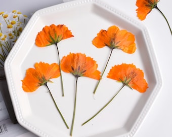 6-Piece Dried Side-pressed Sulphur Cosmos with Stem