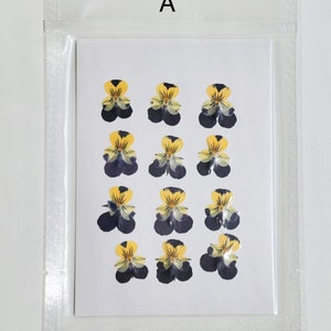 May include: A sheet of pressed, dried yellow and purple pansies, arranged in three rows of four flowers each. The flowers are arranged in a grid pattern on a white background. The sheet is in a clear plastic bag with the letter "A" printed on the top.