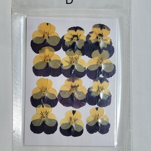 May include: A package containing twelve pressed pansies. The pansies are yellow and purple with a white center. The package is labeled with the letter "D".
