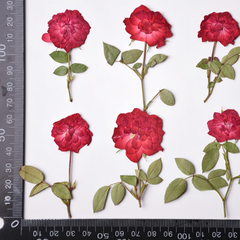 Shredded Roses 6-piece Pressed Red Rose With Leaves | Edible - Etsy