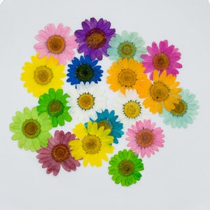 Pressed Dried Daisies | Multicolors | Bulk Dried Flowers for Resin, Soaps, Candles, Aromatherapy, and Food Decor