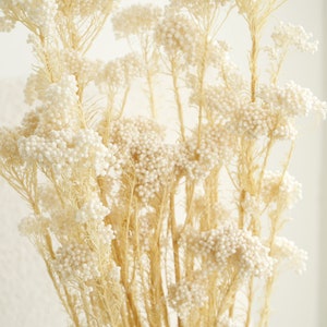 Weiße konservierte Reisblume, getrocknete Blumen, getrocknete Pflanzen, getrocknete Blumen / Blumenstraußfüller, DIY Blumenarrangements Bündel 20-22 "Hoch"