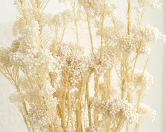 White Preserved Rice Flower,Dried Flowers, Dried Plants, Dried Floral/ Bouquet Filler,DIY Flower Arrangements Bunch 20-22" Tall
