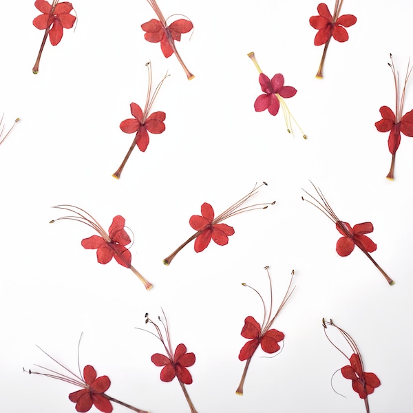 12-Piece Pressed Red DragonFly-Shape Flower| Dried Pressed Flower Pressed Flower for Resin Jewelry Craft Wax Sealing | Mini Flowers
