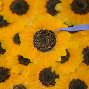 Edible Flowers & Herbs Collection 5