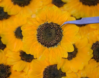 Collectie eetbare bloemen en kruiden 5