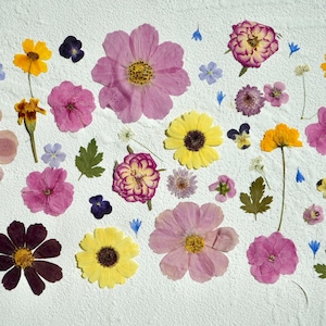 May include: A collection of pressed flowers and leaves in various colors, including pink, purple, yellow, and blue, arranged on a white background.