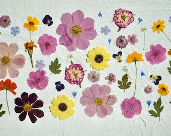 May include: A collection of pressed flowers and leaves in various colors, including pink, purple, yellow, and blue, arranged on a white background.
