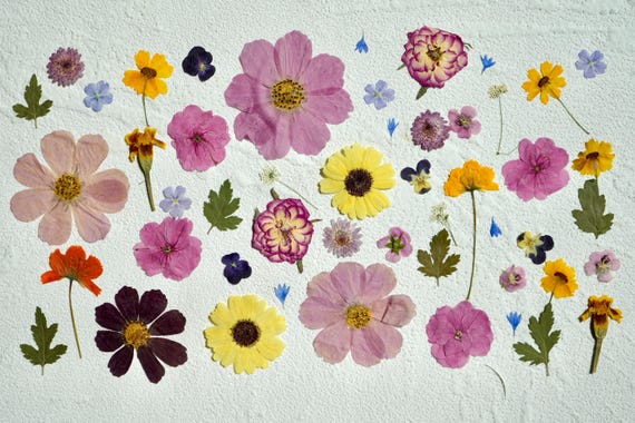 50 Pieces FOOD SAFE Pressed Flowers | Cake Decoration Flowers