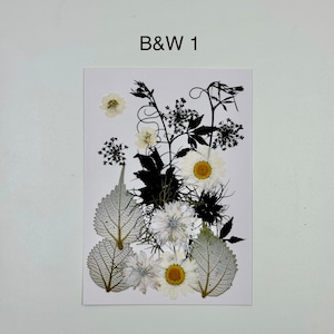 Collection de fleurs pressées noires et blanches