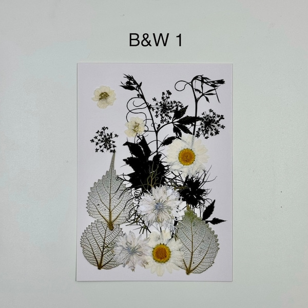 Black & White Pressed Flower Collection