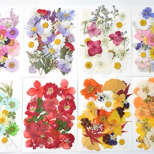 May include: Arrangement of pressed flowers in various colors, including red, purple, yellow, and white, on rectangular white cards. The flowers are arranged in a variety of patterns, showcasing different shapes and sizes of petals and leaves.