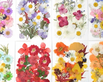 Può includere: Disposizione di fiori pressati in vari colori, tra cui rosso, viola, giallo e bianco, su cartoncini rettangolari bianchi. I fiori sono disposti in una varietà di motivi, mostrando diverse forme e dimensioni di petali e foglie.