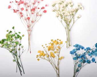 12-Piece Pressed Dried Baby's Breath