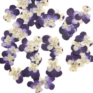 Edible Flowers Viola 50 Ct 