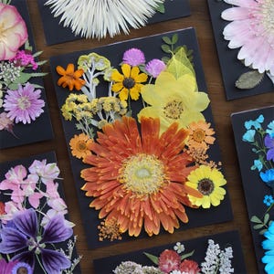 Coleção de flores prensadas de tamanho grande