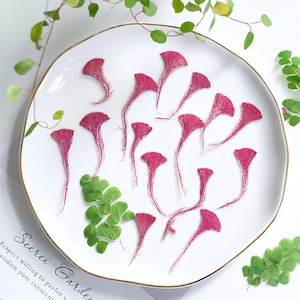 May include: A white ceramic plate with a gold rim displays a collection of dried, magenta-colored flowers and green leaves. The flowers are arranged in a pattern, creating a visually appealing composition. The plate is on a white surface.