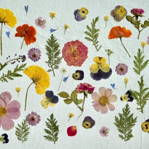 Op de afbeelding: Een verzameling geperste bloemen en bladeren, gerangschikt op een witte achtergrond. De bloemen omvatten gele, roze, rode, paarse en witte bloemen. De bladeren zijn groen en bruin.