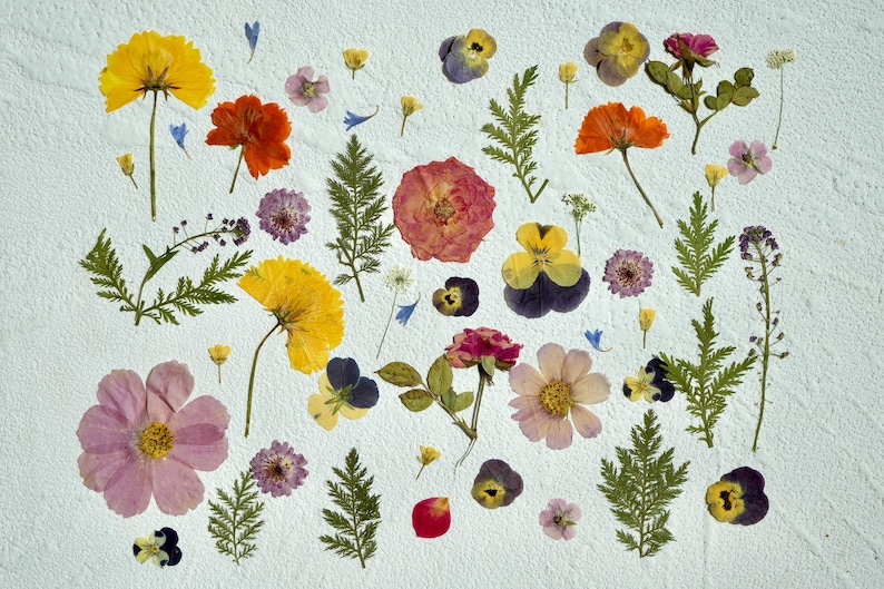 Op de afbeelding: Een verzameling geperste bloemen en bladeren, gerangschikt op een witte achtergrond. De bloemen omvatten gele, roze, rode, paarse en witte bloemen. De bladeren zijn groen en bruin.