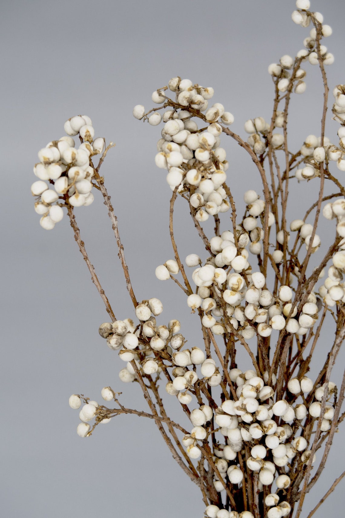 Natural Dried Tallow Berries Winter Berries Ivory Berries Etsy