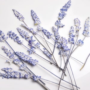 Lavanda prensada de 10 peças ｜ comestível