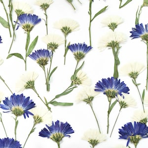 12-Piece New York Aster