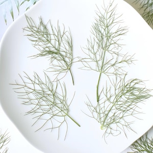 May include: Overhead shot of a white square plate with several sprigs of green dill. The dill has delicate, feathery leaves and is arranged on the plate. The plate is set against a white background.