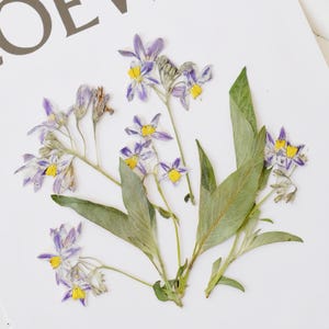 Iris secos prensados de 6 piezas / Flor del mes de nacimiento de febrero