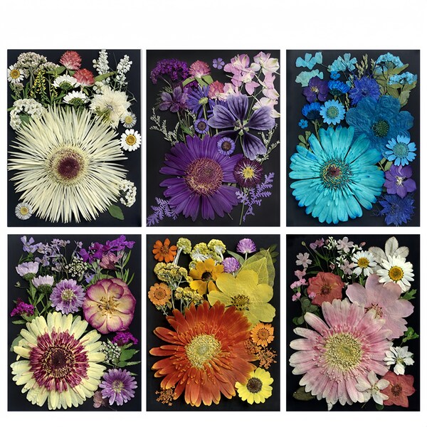 Large Size Pressed Flower Collection