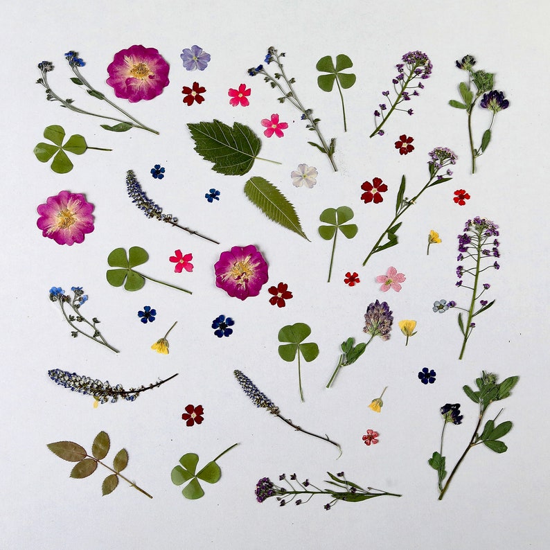 Op de afbeelding: Een verzameling geperste bloemen en bladeren, gerangschikt op een witte achtergrond. De bloemen omvatten roze, paarse, blauwe en witte bloesems, evenals groene bladeren. De opstelling is symmetrisch en visueel aantrekkelijk.