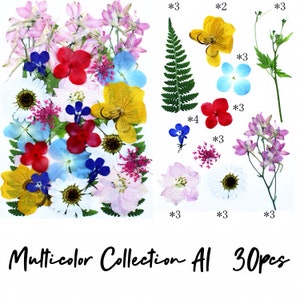 Pressed flowers and leaves| Multicolor Collection