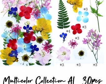 Pressed flowers and leaves| Multicolor Collection