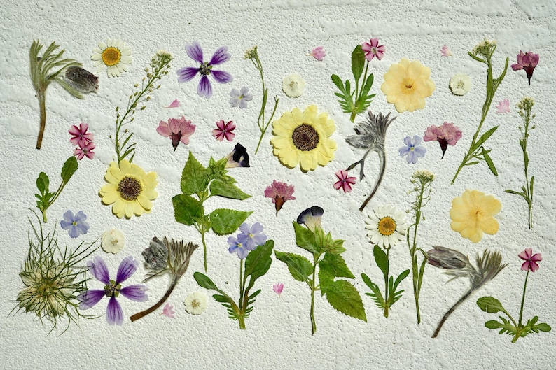 Op de afbeelding: Een witte achtergrond met geperste bloemen en bladeren in verschillende kleuren, waaronder geel, roze, paars en blauw. De bloemen zijn in een willekeurig patroon gerangschikt.