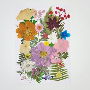 May include: A pressed flower arrangement featuring a variety of flowers and leaves in shades of pink, purple, yellow, orange, blue, and green. The arrangement is set against a white background.