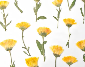 6-Piece Dried Side-pressed Calendula | Edible